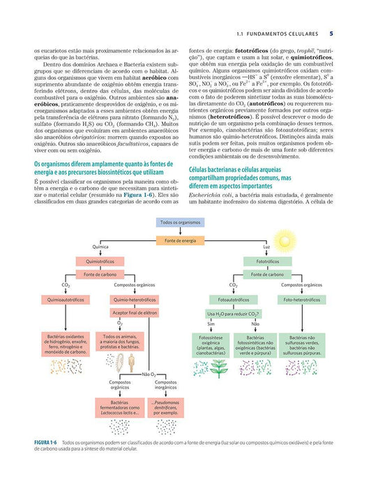 Princípios de Bioquímica de Lehninger (Português) Capa dura
