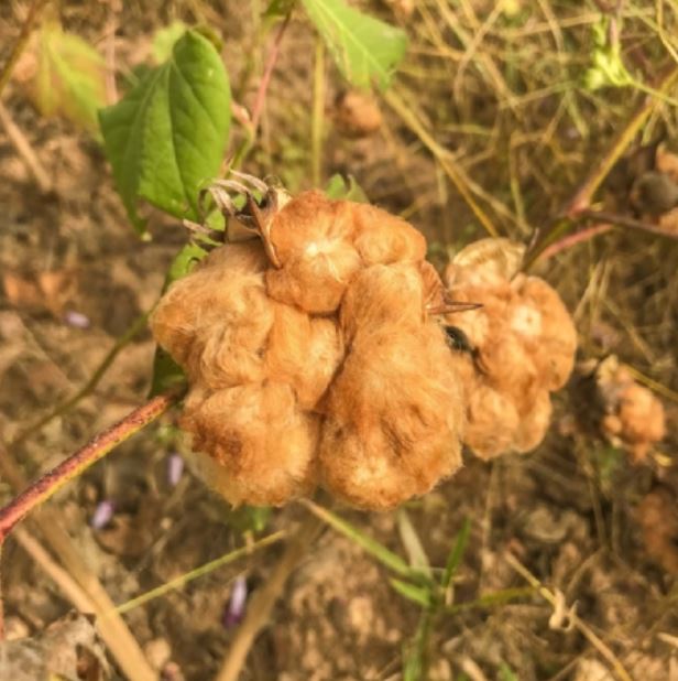 Santa Luzia Paraiba Natural Trance Couple Hammock Cotton Network 13 ft by 5 ft