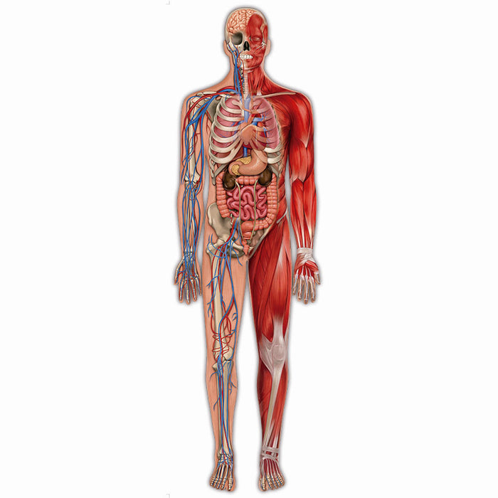 Puzzle Play Gigante Corpo Humano / Puzzle Play Giant Human Body - Grow